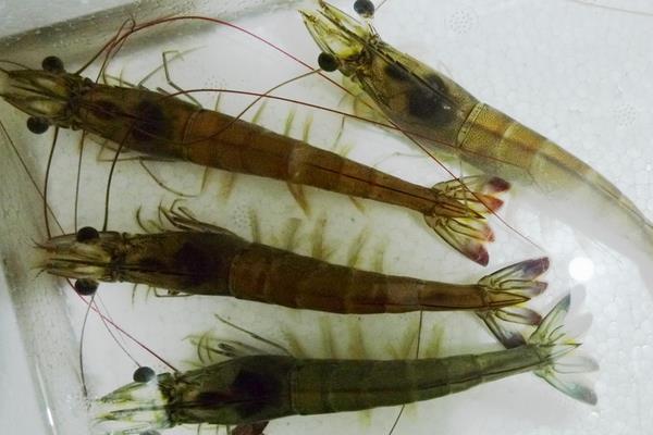 南美白對蝦的工廠化育苗技術