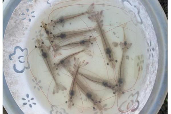 南美白對蝦的工廠化育苗技術