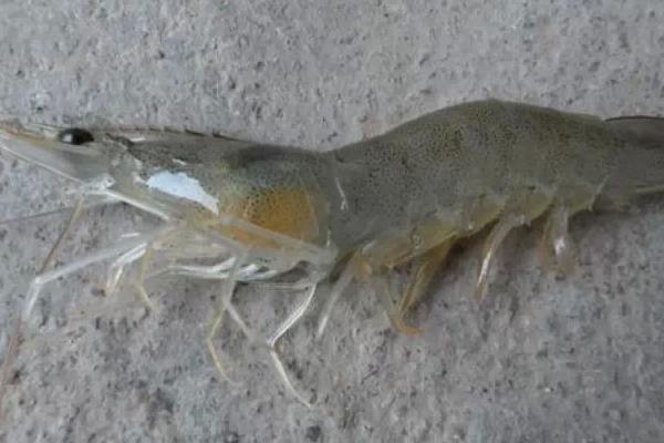 南美白對蝦的工廠化育苗技術