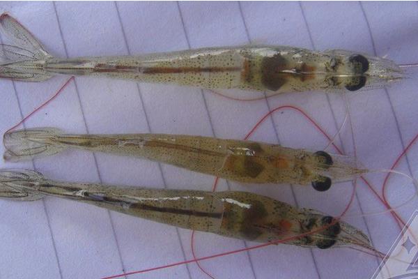 南美白對蝦的工廠化育苗技術