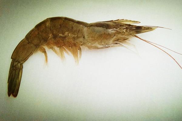 南美白對蝦的工廠化育苗技術