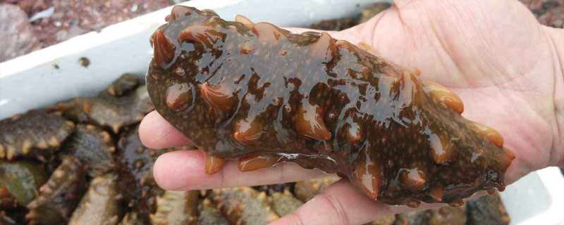 什么地方是養海參的