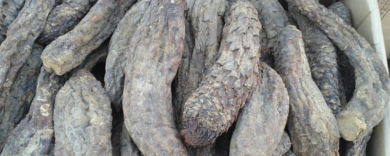 肉蓯蓉市場價(jià)格多少錢一斤 肉蓯蓉為什么那么貴