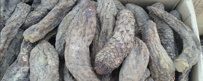 油蓯蓉和肉蓯蓉的區(qū)別是什么 草蓯蓉和肉蓯蓉的區(qū)別是什么