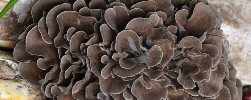 灰樹花什么時候種 楊樹能種灰樹花嗎