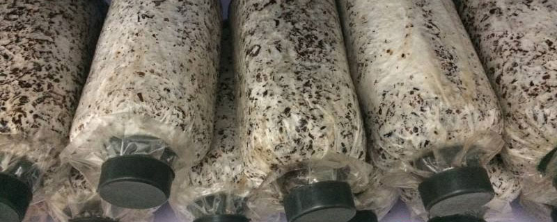 大球蓋菇菌種配方 大球蓋菇菌種制作周期是多久