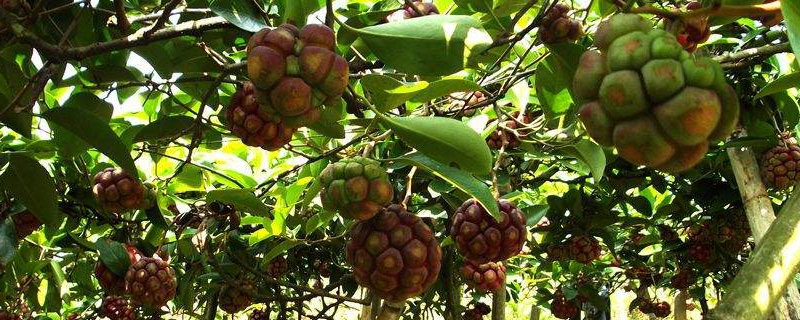 黑老虎種植是騙局嗎 黑老虎市場有銷路嗎