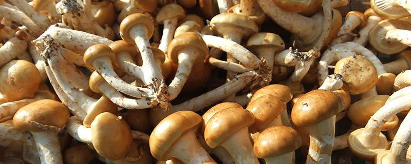 滑子菇市場價(jià)格多少錢一斤 滑子菇產(chǎn)地在哪里