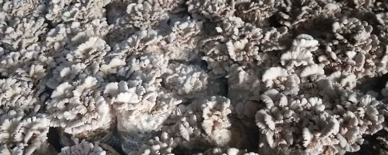 白參菌市場價格多少錢一斤 白參菌的產地在哪里