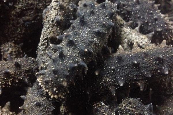 什么地方是養海參的