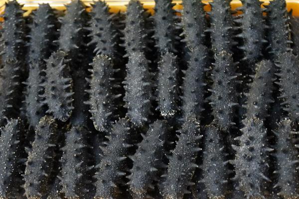 什么地方是養海參的