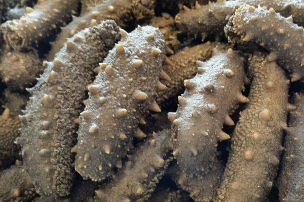 什么地方是養海參的