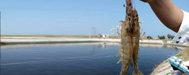 南美白對蝦的優(yōu)缺點(diǎn)