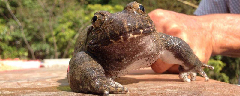 養石蛙國家有沒有補貼