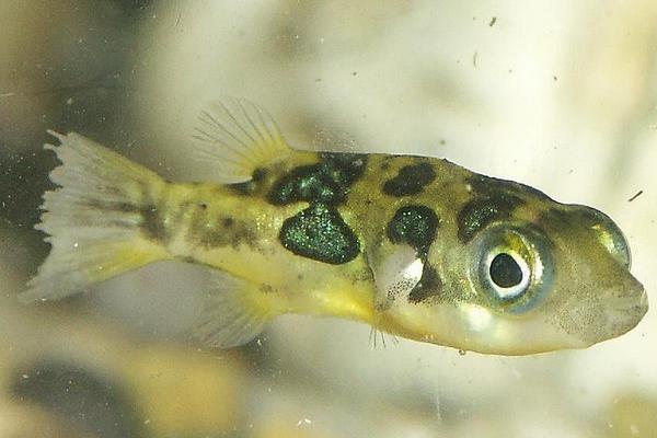 養河豚的水有毒嗎