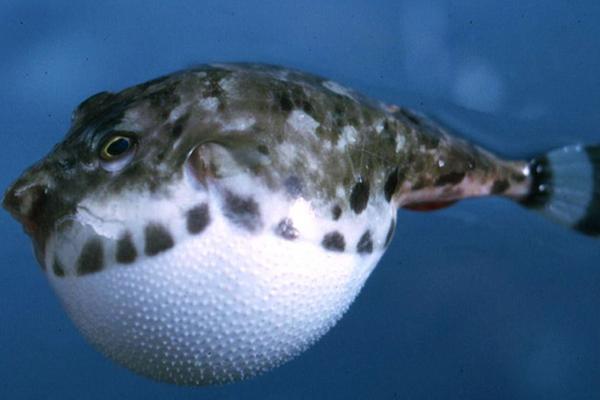 養河豚的水有毒嗎