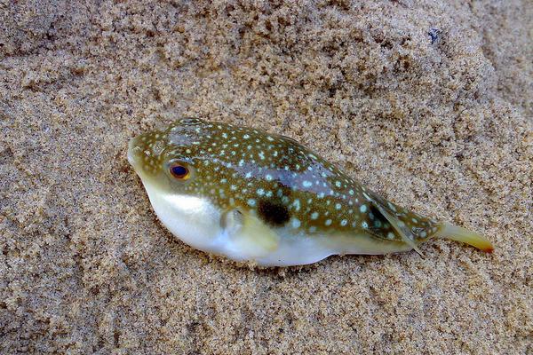 養河豚的水有毒嗎