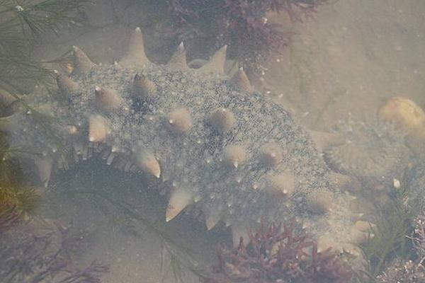 海參好養(yǎng)嗎