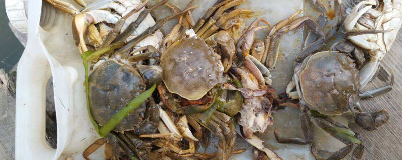 養河蟹的基本知識
