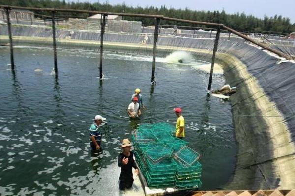 對蝦的養殖方法