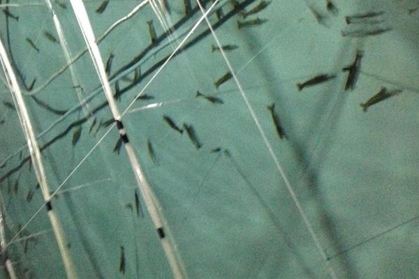 對蝦的養殖方法