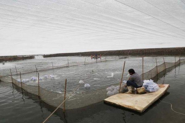 對蝦的養殖方法