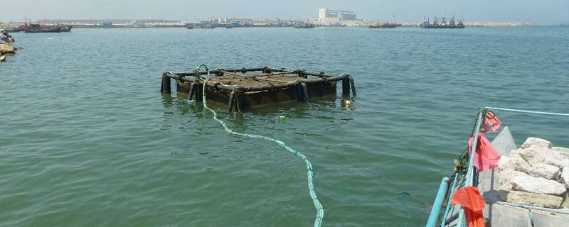 網箱養海參技術