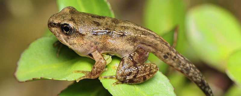 林蛙養殖需要什么手續