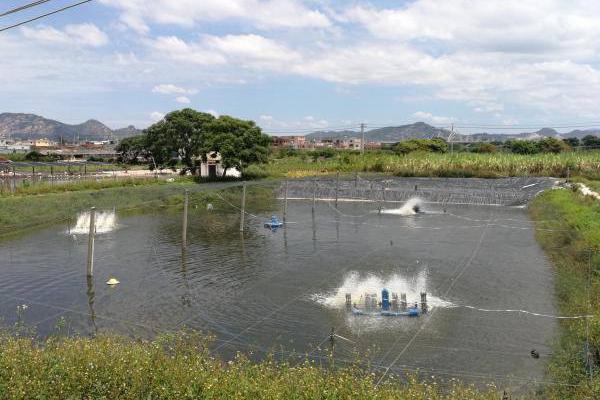 南美白對蝦淡水養(yǎng)殖技術