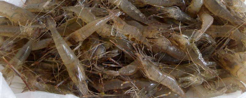 南美白對蝦價(jià)格