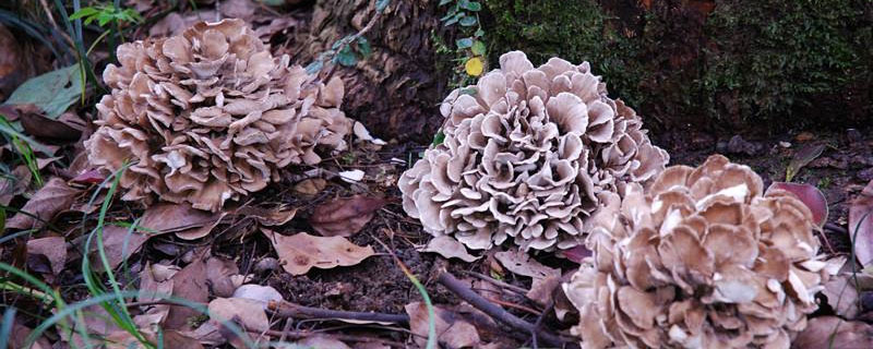 灰樹花種植前景效益分析 灰樹花種植畝產量多少斤