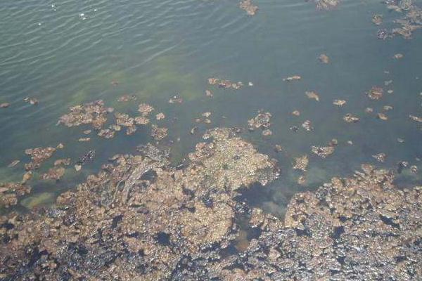 對蝦養(yǎng)殖水質(zhì)大全