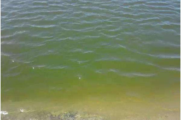 對蝦養(yǎng)殖水質(zhì)大全