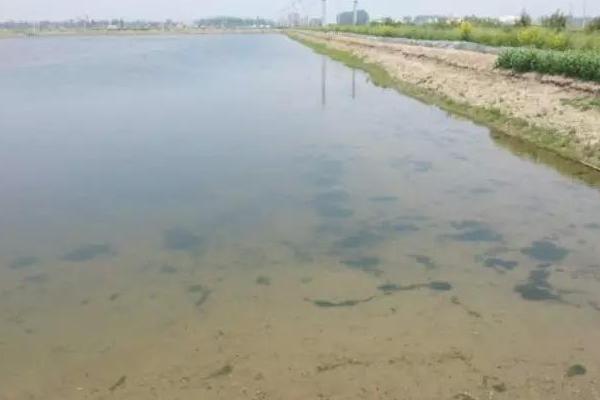 對蝦養(yǎng)殖水質(zhì)大全