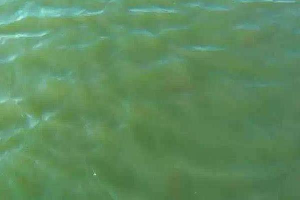 對蝦養(yǎng)殖水質(zhì)大全