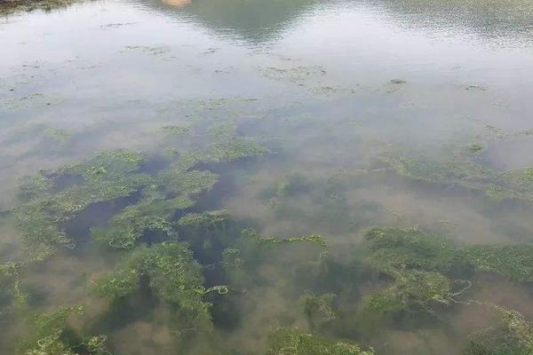 對蝦養(yǎng)殖水質(zhì)大全