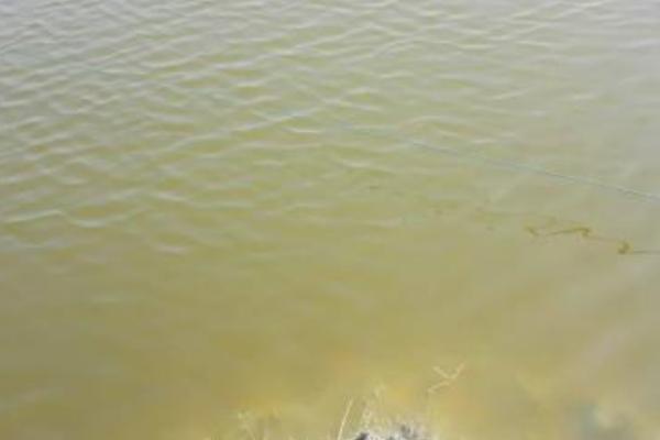 對蝦養(yǎng)殖水質(zhì)大全