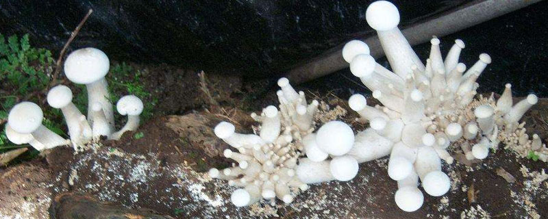 金福菇市場價格多少錢一斤 金福菇產地在哪里