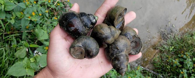 在家怎樣飼養(yǎng)田螺