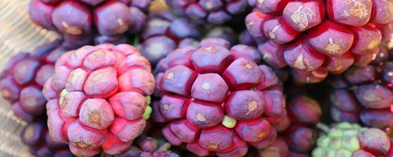 黑老虎種植市場前景怎么樣 黑老虎未來市場應用價值分析