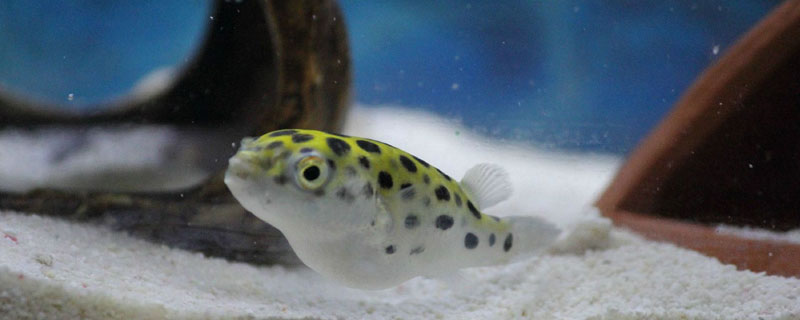 養河豚要注意什么