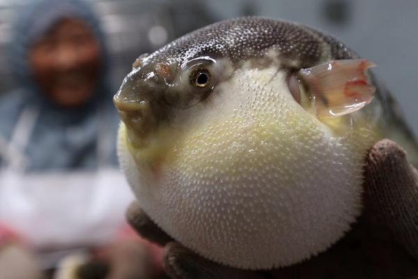 養河豚要注意什么