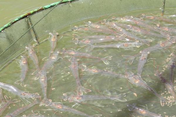 南美白對蝦的生長周期