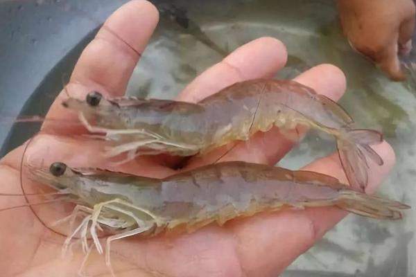 南美白對蝦的生長周期