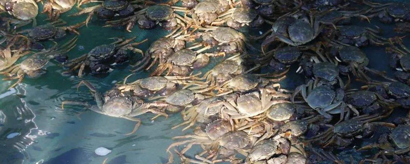 養河蟹水質要求