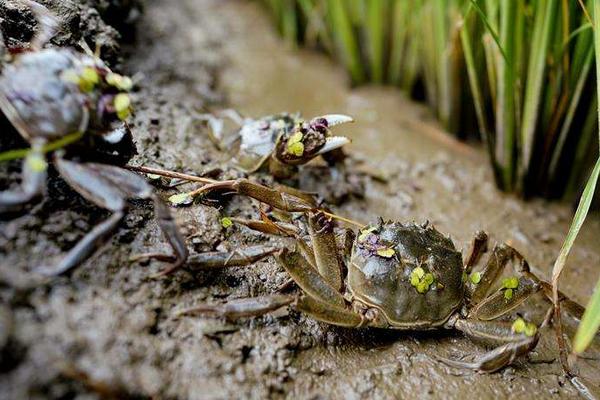 養河蟹水質要求