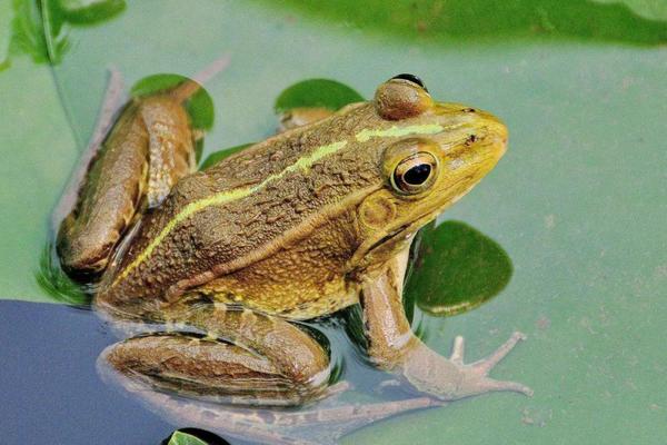 養青蛙的要點