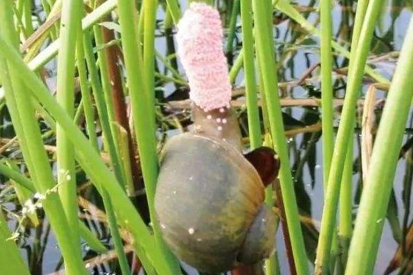 福壽螺能喂青魚嗎