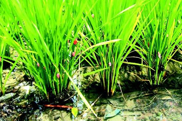 福壽螺能喂青魚嗎