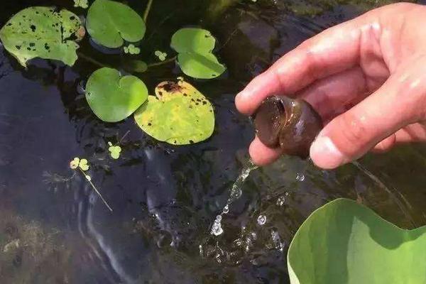 福壽螺能喂青魚嗎